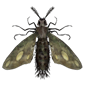poisonous moth specimen decoration vigiltln icon 85 wiki
