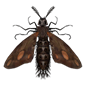 giant moth specimen decoration vigiltln icon 85 wiki