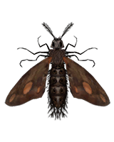 giant moth specimen decoration vigiltln icon wiki