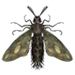 poisonous moth specimen decoration vigiltln icon 85 wiki