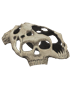 Skull Spider Hat